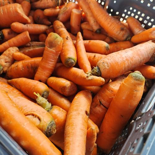 Carrots at CUHCC Orange carrots in a gray bin