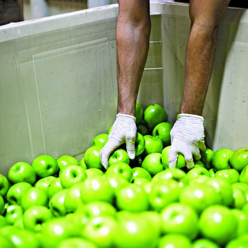 Volunteer sorting apples