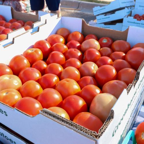 Tomatoes at a produce distribution event