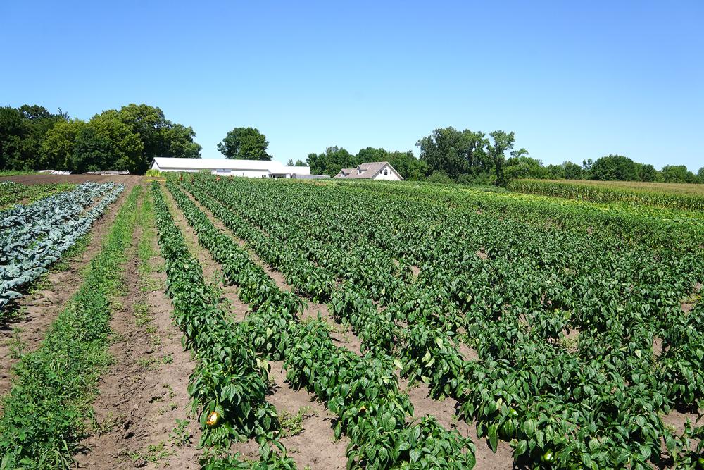 Farm to Food Bank