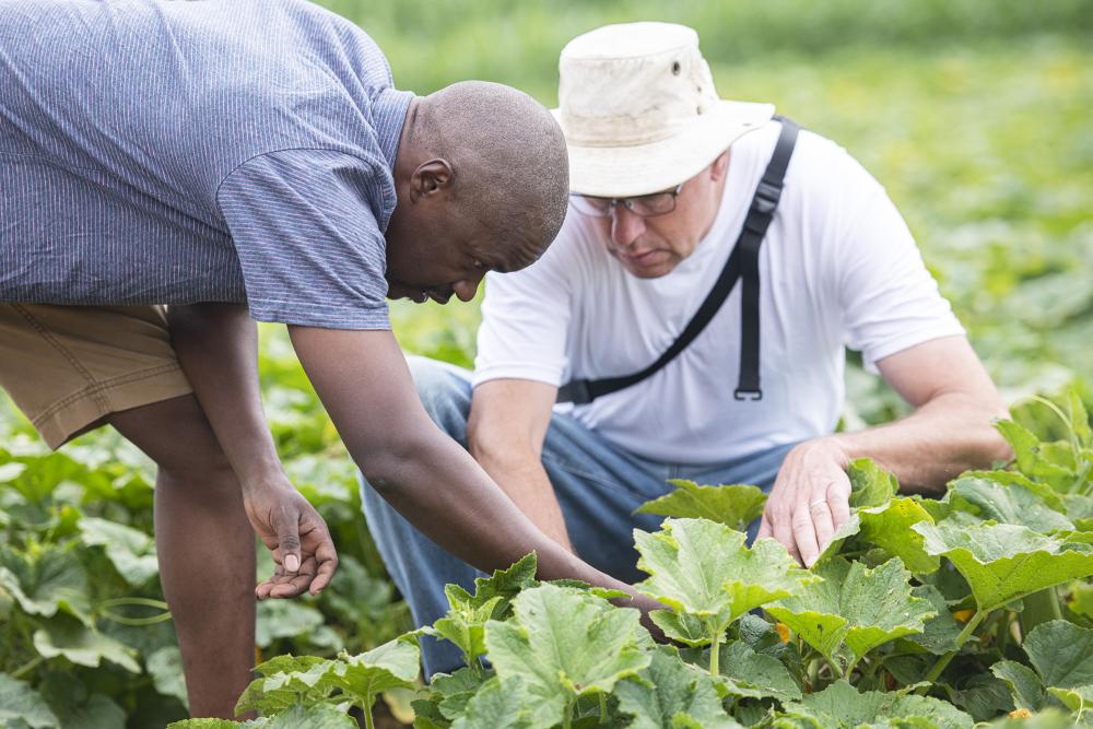 Farmers look at crops in field