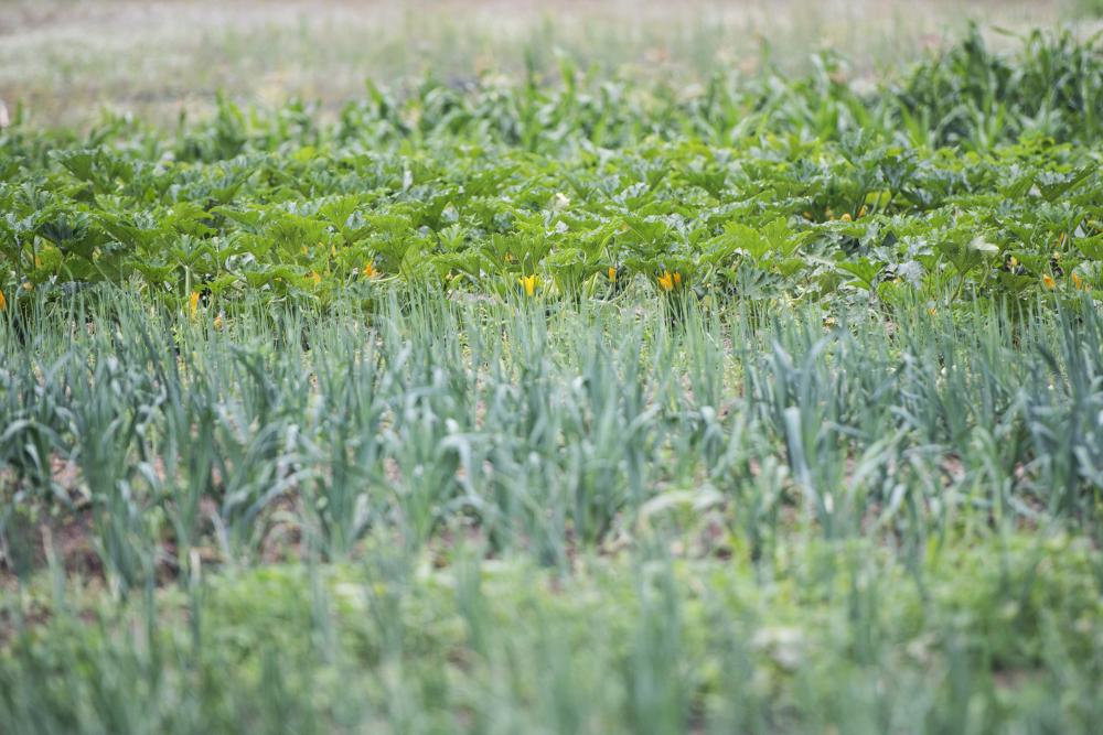 Growing vegetables at Dawn2Dusk Farms