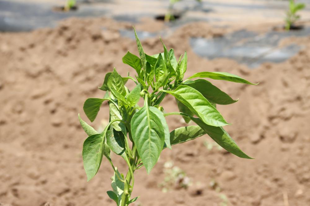 A basil plant growing out of soil