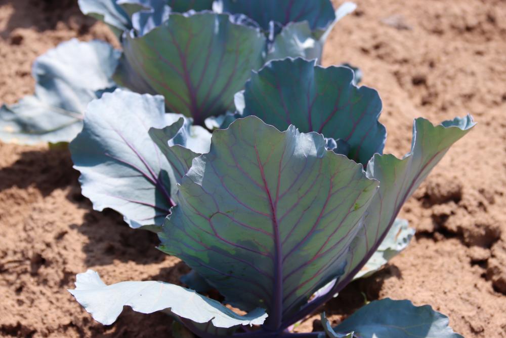 Planted Kale