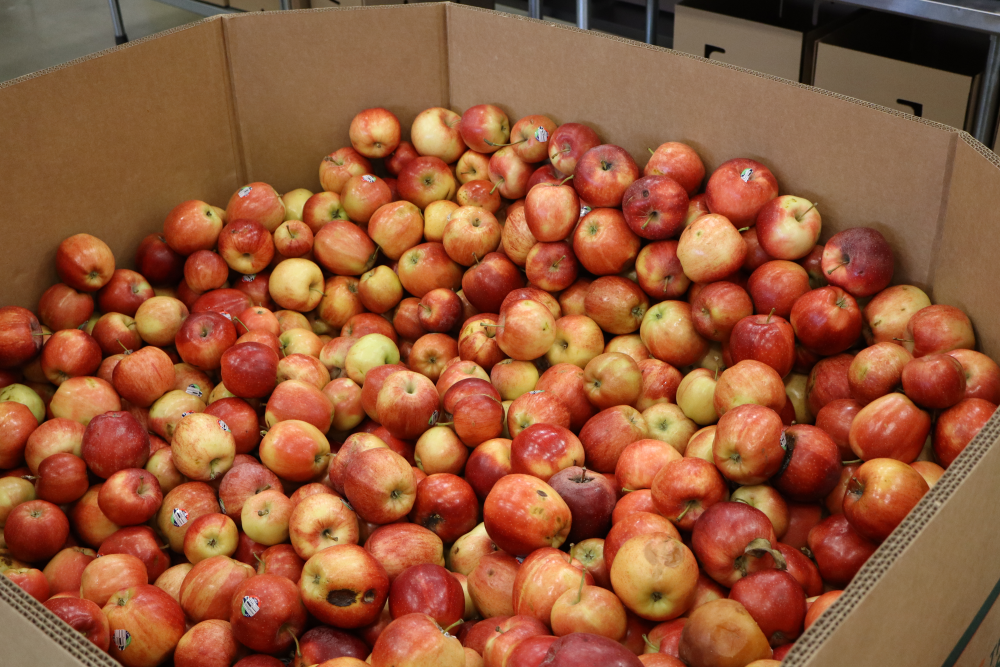 Large cardboard tote of apples