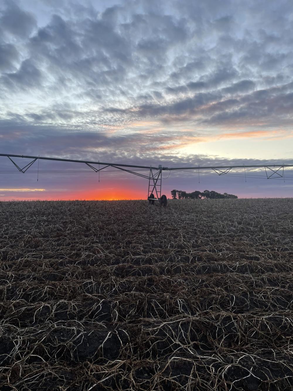 A potato field with farm equipment at twilight.