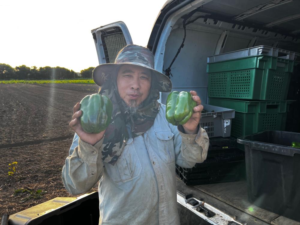 A farmer holds up a green pepper