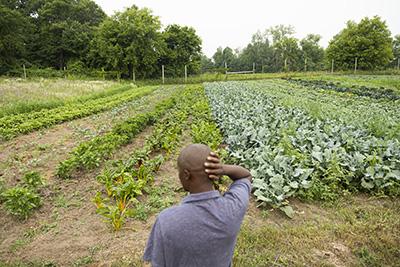 A farmer looks at his field of crops