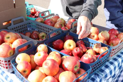 close up of someone picking an apple in a bushels of apples 