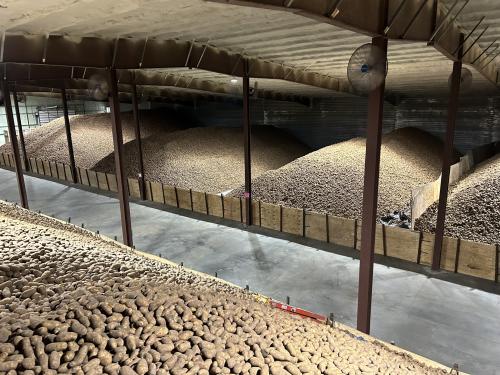 An R.D. Offutt Farms potato storage facility full of russet potatoes.